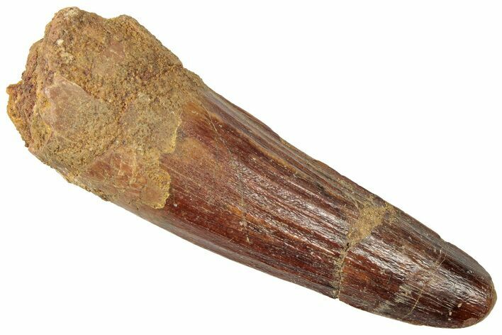 Fossil Spinosaurus Tooth - Real Dinosaur Tooth #312903